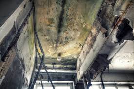 Why You Should Choose Our Mold Remediation Services in Seville, OH